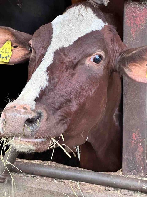 アニマルウェルフェアな牧場を見学させてもらいました！【乳和食アンバサダー】 : みんなで食べよ！～おうちごはん Powered by ライブドアブログ